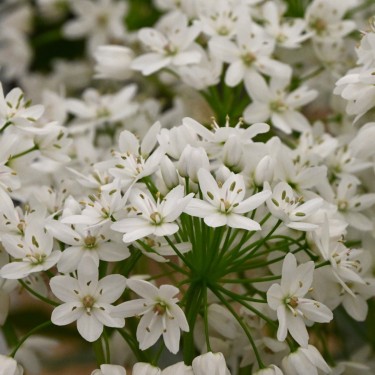 Allium cowanii