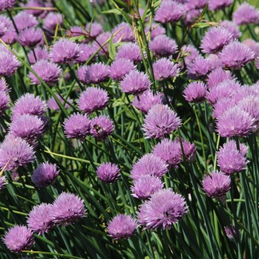 Allium schoenoprasum  subsp. orosiae