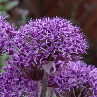 Allium 'Violet Beauty'
