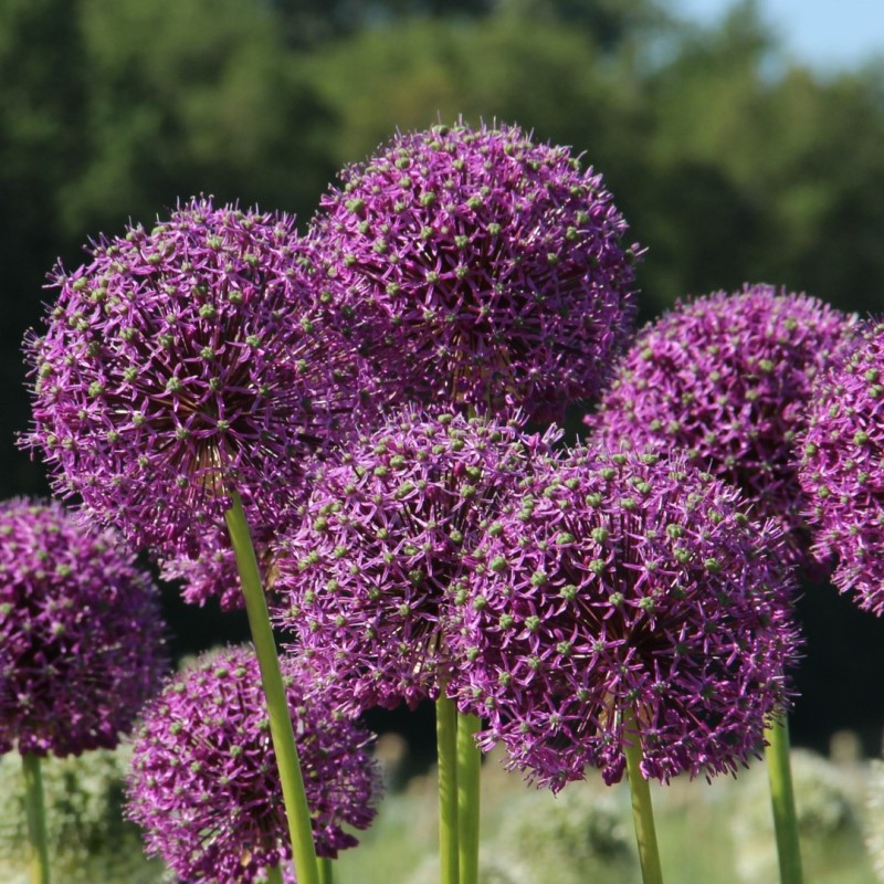 Allium altissimum 'Goliath' Allium altissimum 'Goliath'