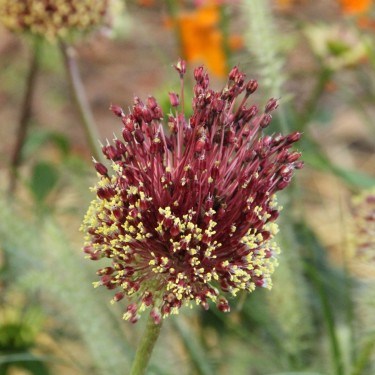 Allium amethystinum 'Red Mohican'