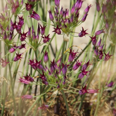 Allium bolanderi