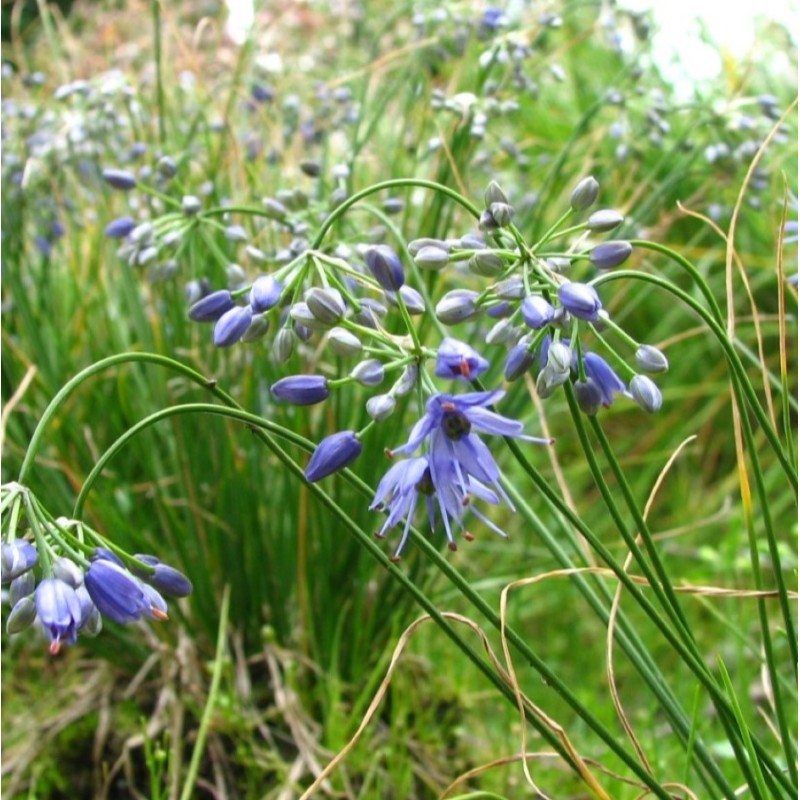 Allium cyaneum Allium cyaneum