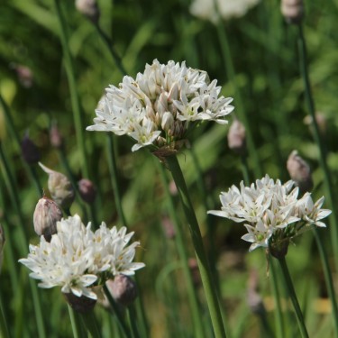 Allium ramosum