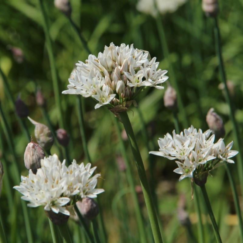 Allium ramosum Allium ramosum