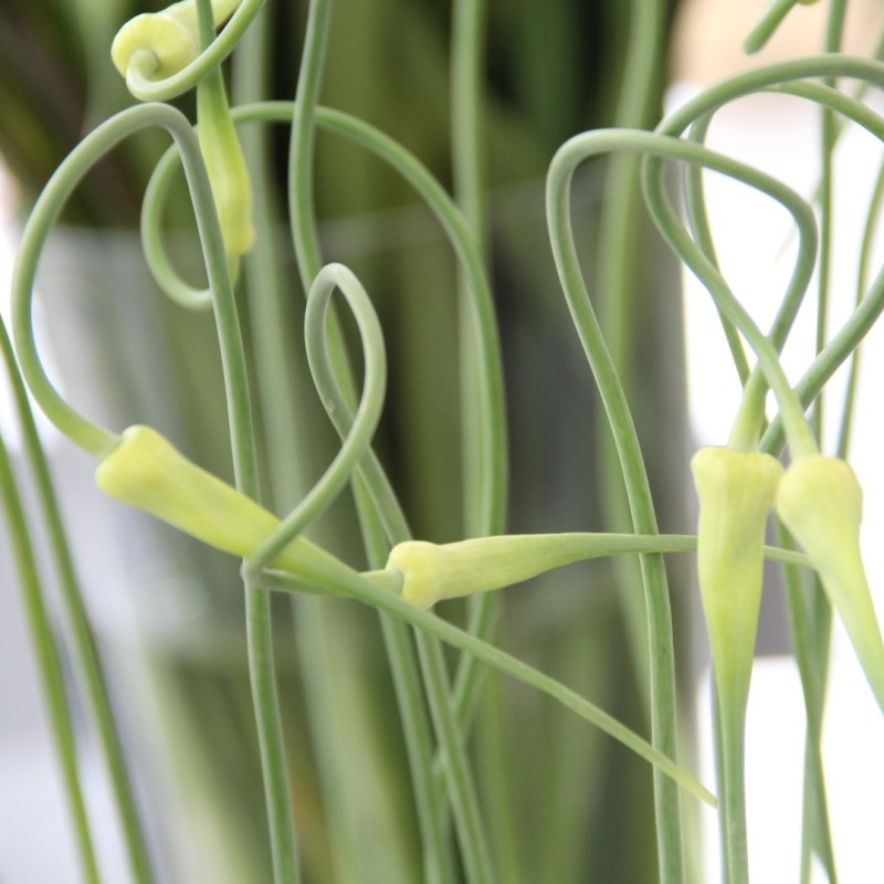 Allium sativum v. ophioscorodon Allium sativum v. ophioscorodon