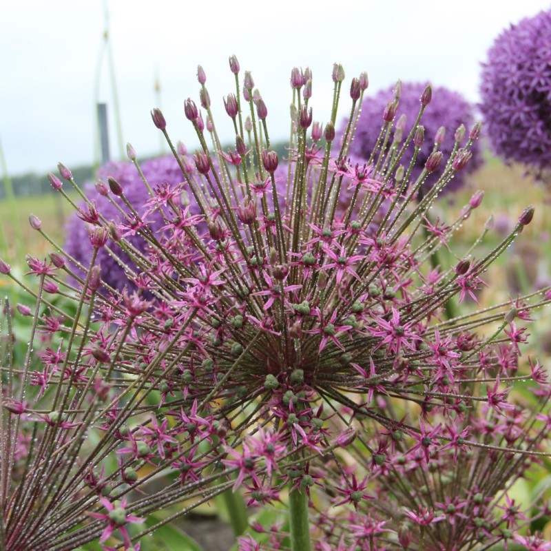 Allium 'Toabago' Allium 'Toabago'