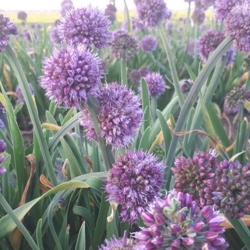 Allium spirale Allium spirale