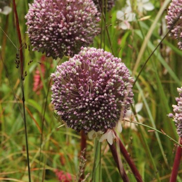 Allium 'Summer Drummer'