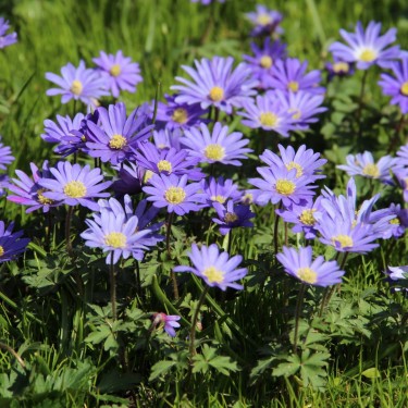 Anemone blanda 'Blue Shades'