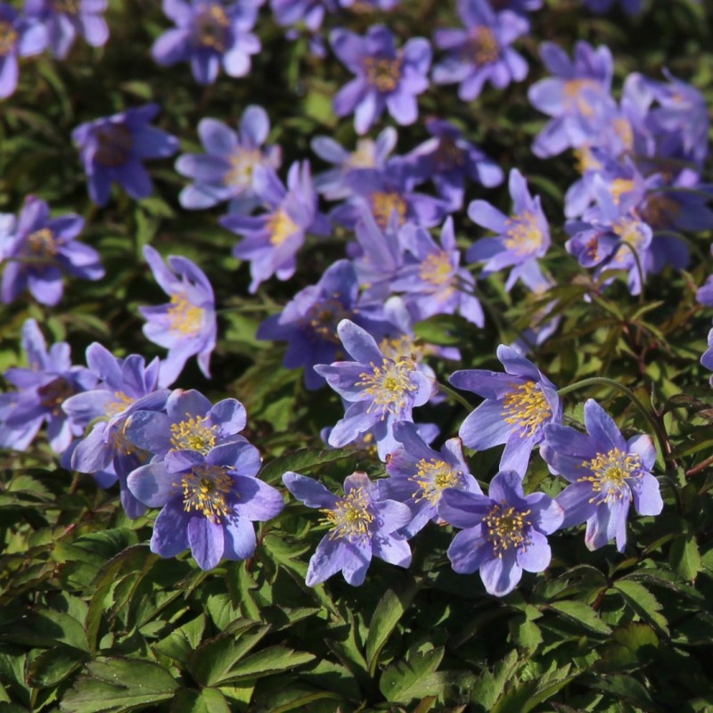 Anemone nemorosa 'Royal Blue' Anemone nemorosa 'Royal Blue'