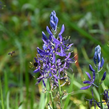 Camassia quamash