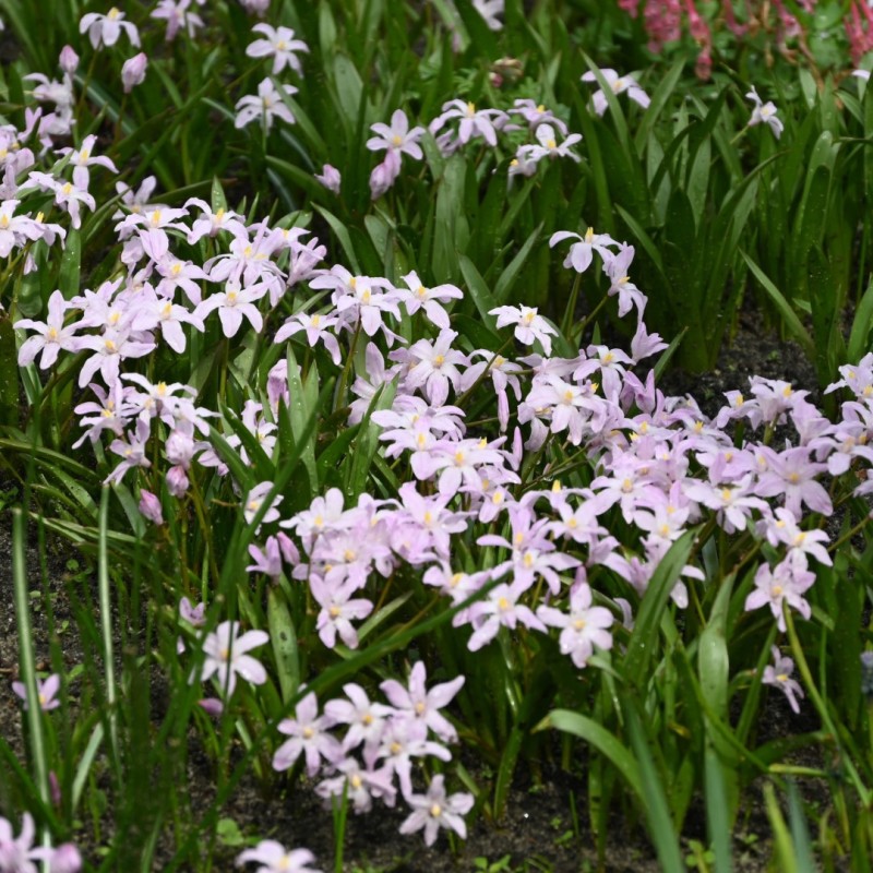 Chionodoxa luciliae 'Rose Queen' Chionodoxa luciliae 'Rose Queen'