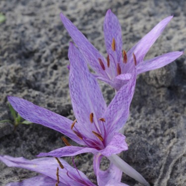 Colchicum agrippinum