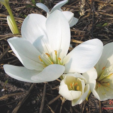 Colchicum speciosum 'Album'
