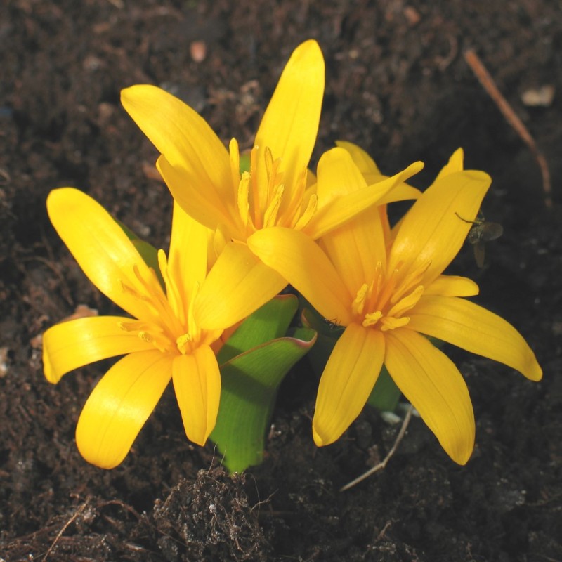 Colchicum luteum Colchicum luteum