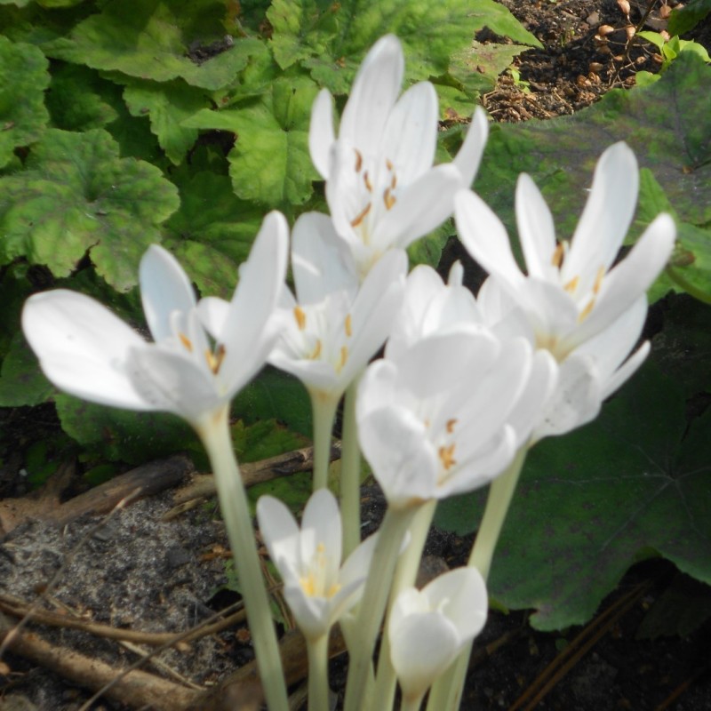 Colchicum autumnale 'Album' Colchicum autumnale 'Album'