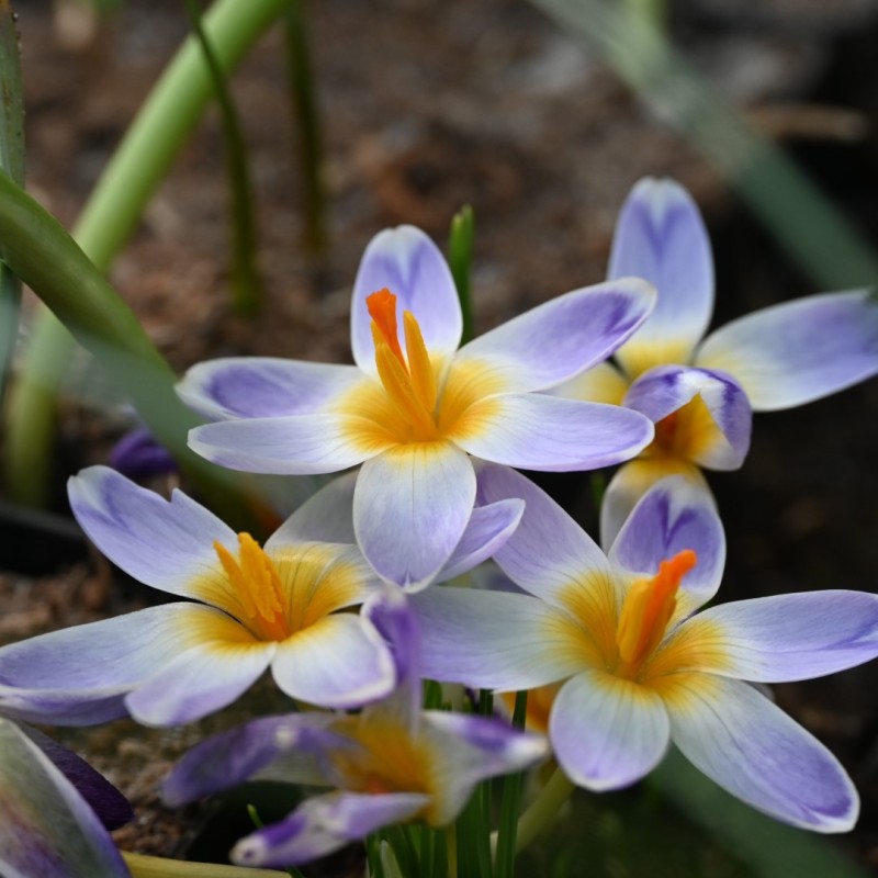 Crocus sieberi 'Chiara' Crocus sieberi 'Chiara'