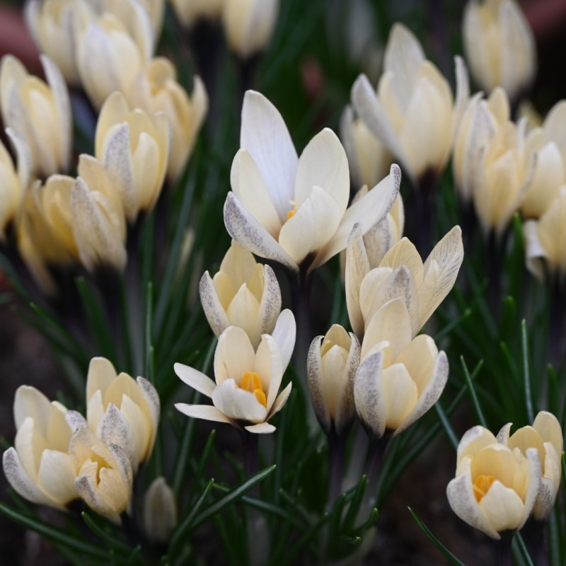 Crocus korolkowii x 'Karelia' Crocus korolkowii x 'Karelia'