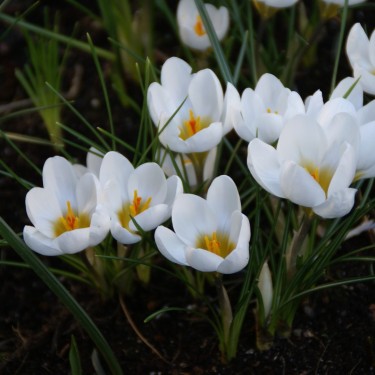 Crocus chrysanthus 'Ard Schenk'