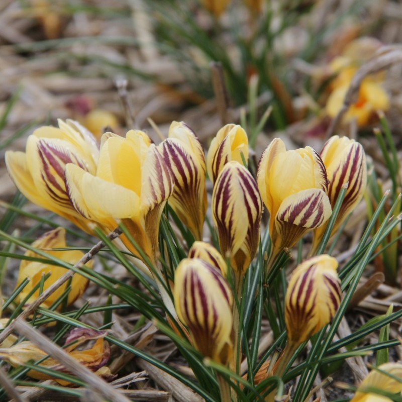 Crocus chrysanthus 'Gipsy Girl' Crocus chrysanthus 'Gipsy Girl'