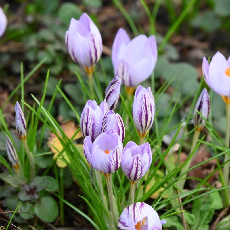 Crocus laevigatus 'Fontenayi' Crocus laevigatus 'Fontenayi'