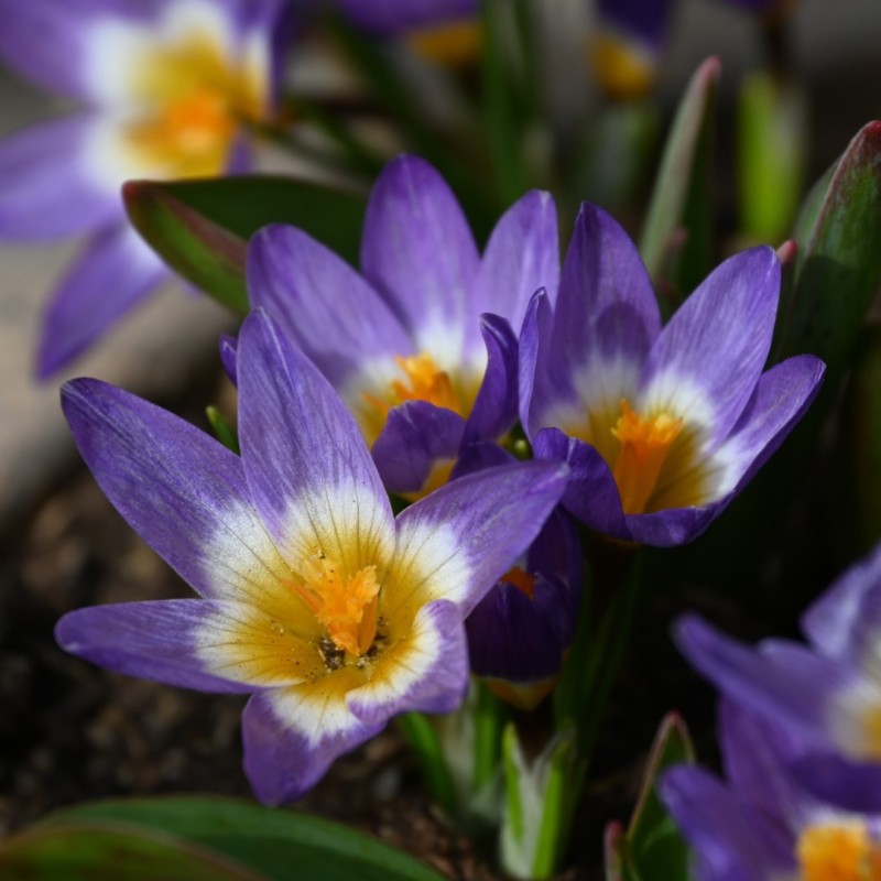 Crocus sieberi subsp. sublimis 'Tricolor' Crocus sieberi subsp. sublimis 'Tricolor'
