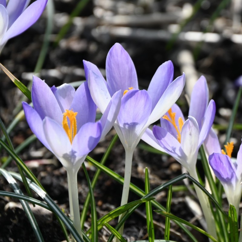 Crocus tommasinianus 'Lilac Beauty' Crocus tommasinianus 'Lilac Beauty'