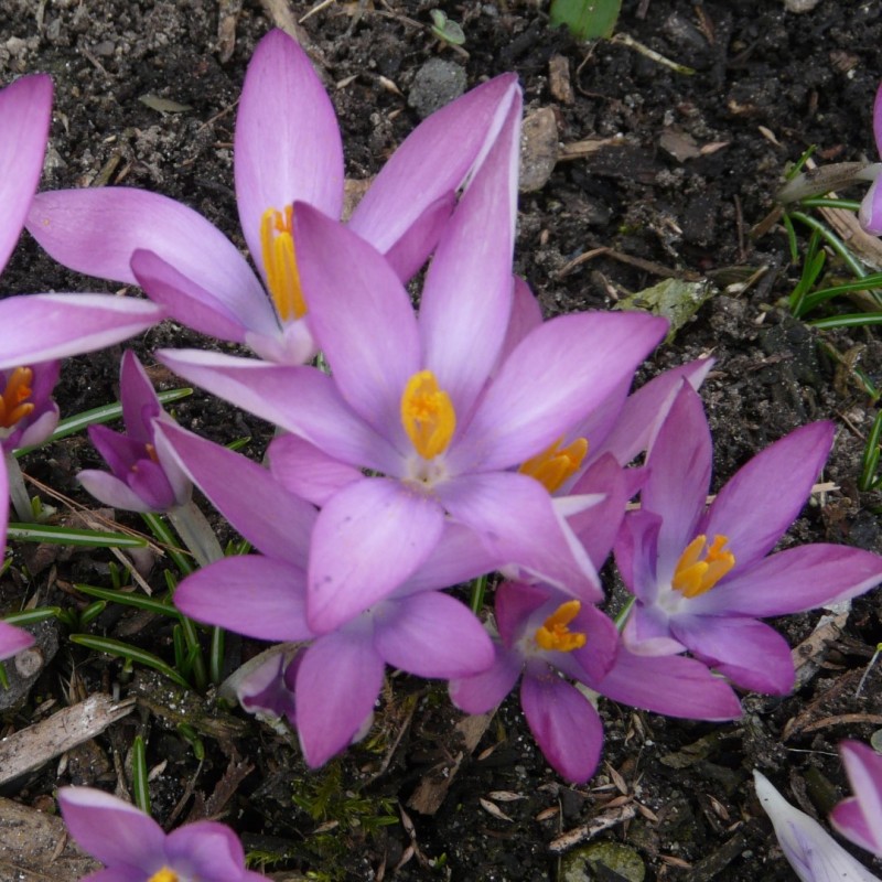 Crocus tommasinianus 'Roseus' Crocus tommasinianus 'Roseus'