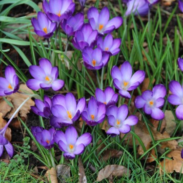 Crocus tommasinianus 'Ruby Giant' Crocus tommasinianus 'Ruby Giant'