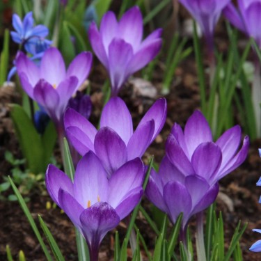 Crocus tommasinianus 'Ruby Giant'