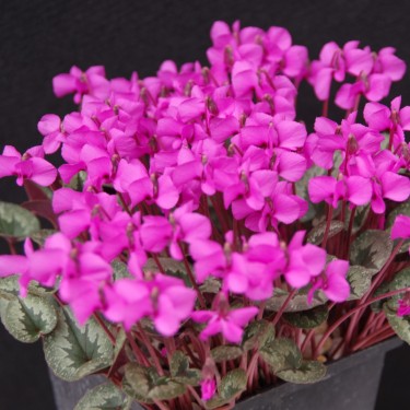 Cyclamen alpinum