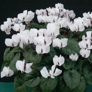 Cyclamen coum subsp. coum 'Album'