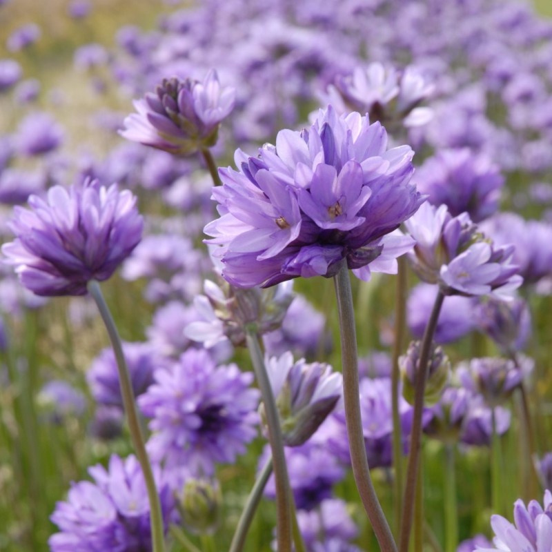 Dichelostemma congestum Dichelostemma congestum