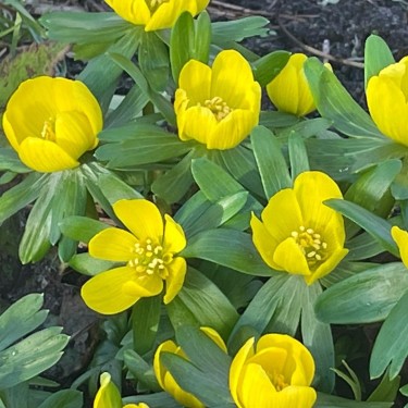 Eranthis hyemalis