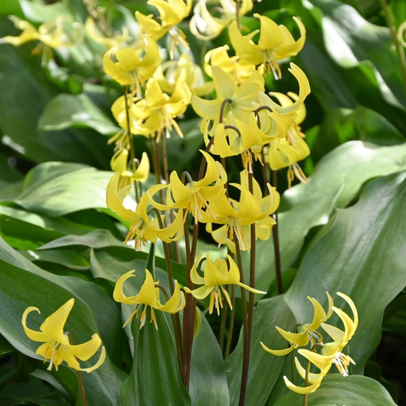 Erythronium 'Pagoda' Erythronium 'Pagoda'