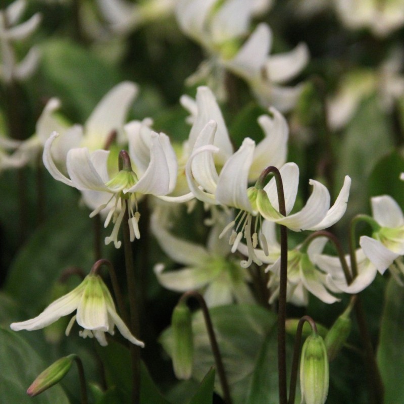 Erythronium 'White Beauty' Erythronium 'White Beauty'
