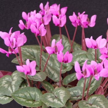 Cyclamen coum subsp. elegans