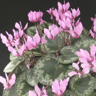 Cyclamen colchicum