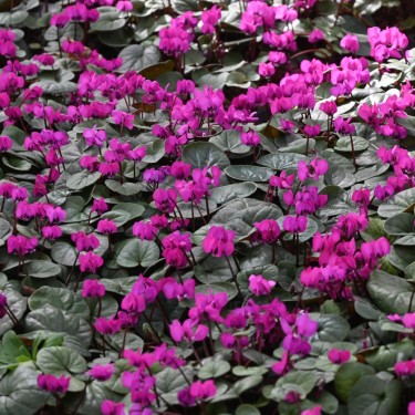 Cyclamen coum subsp. coum 'Rubrum'