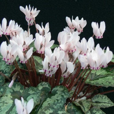 Cyclamen cyprium