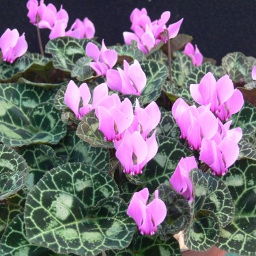 Cyclamen graecum