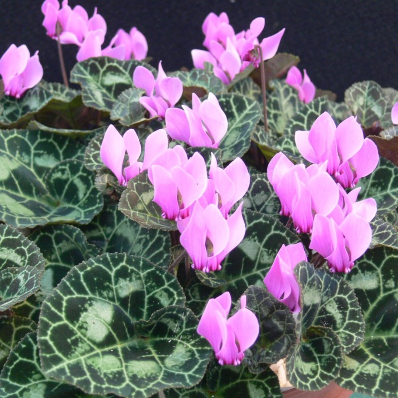 Cyclamen graecum