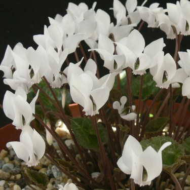 Cyclamen graecum forma album