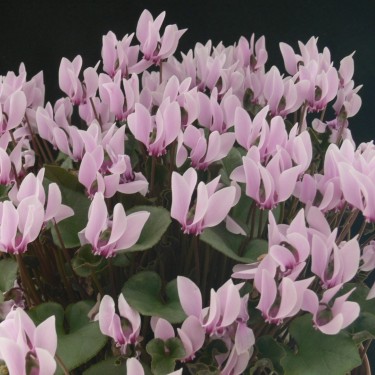 Cyclamen graecum 'Glyfada'