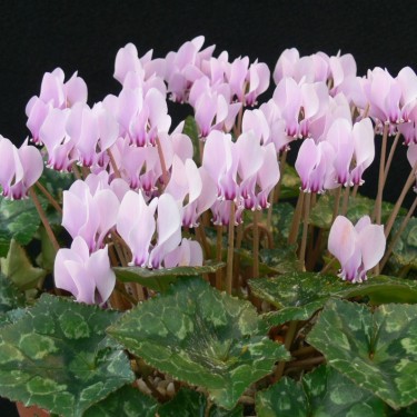 Cyclamen hederifolium subsp. crassifolium