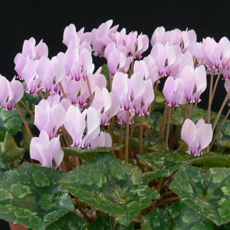 Cyclamen hederifolium subsp. crassifolium