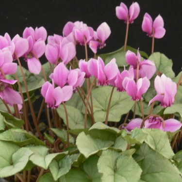 Cyclamen hederifolium -Silver Leaf Pink-