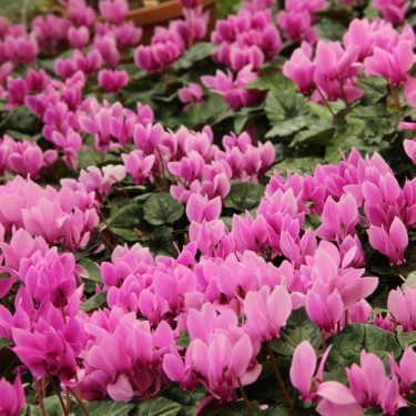 Cyclamen hederifolium var. hederifolium