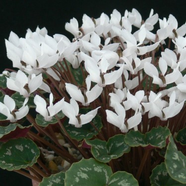 Cyclamen mirabile forma niveum